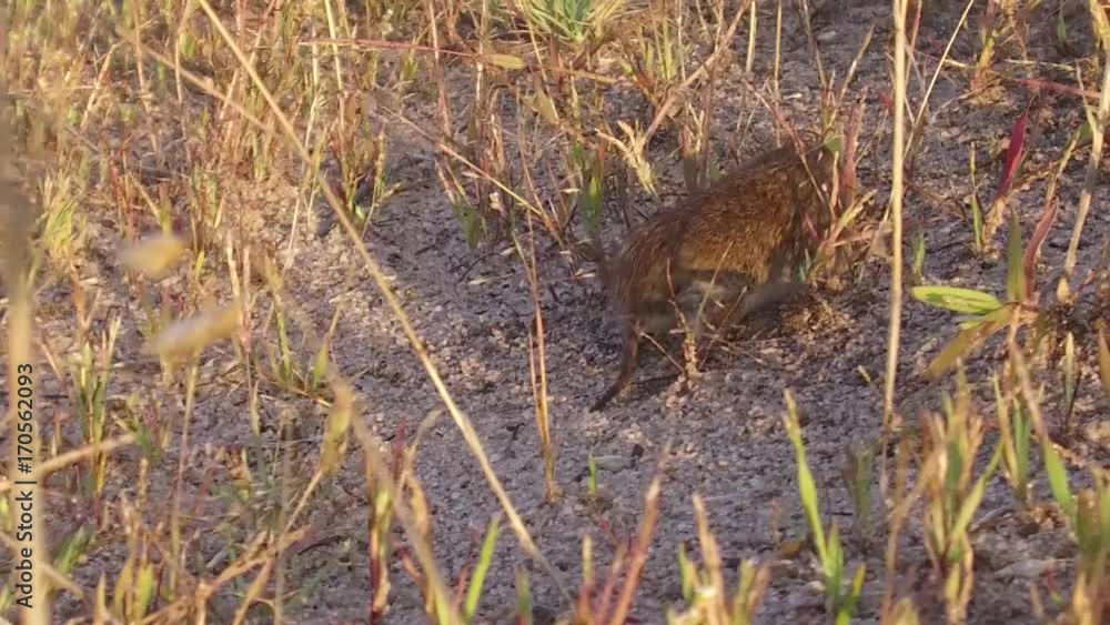 harvest mouse. field mouse runs through the grass in the field slow motion video nature harvest mouse. field mouse runs through the grass in the field slow motion video nature