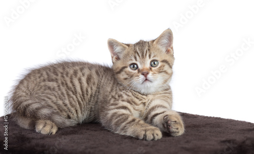 baby cat lying on brown carpet