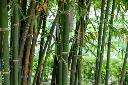 green Bamboo texture background