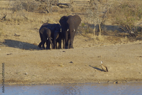 Elephant family