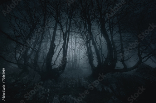 Foto Albtraumwald mit gruseligen Bäumen