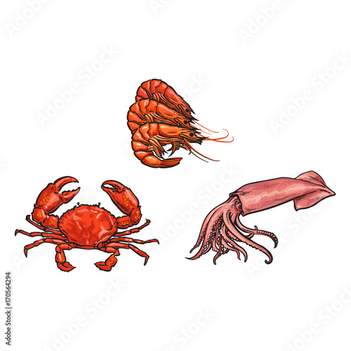 vector sketch cartoon sea crayfish lobster, crab and squid. Isolated illustration on a white background. Sea delicacy food concept