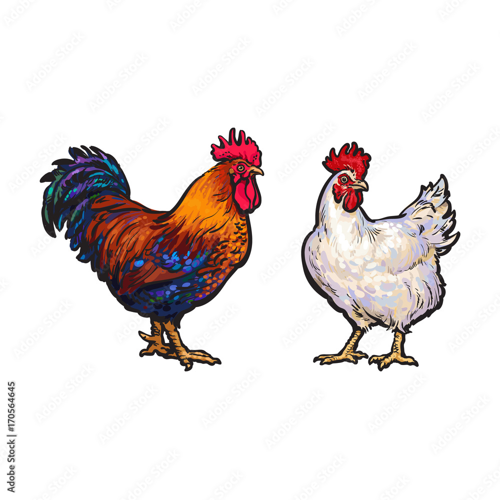 vector cartoon hand drawn sketch brown blue, white colored rooster, cock set. Isolated illustration on a white background. Farm poultry chicken
