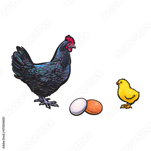 vector chicken hen brown, white egg, yellow small chick dark blue chicken sketch set isolated. Illustration on a white background