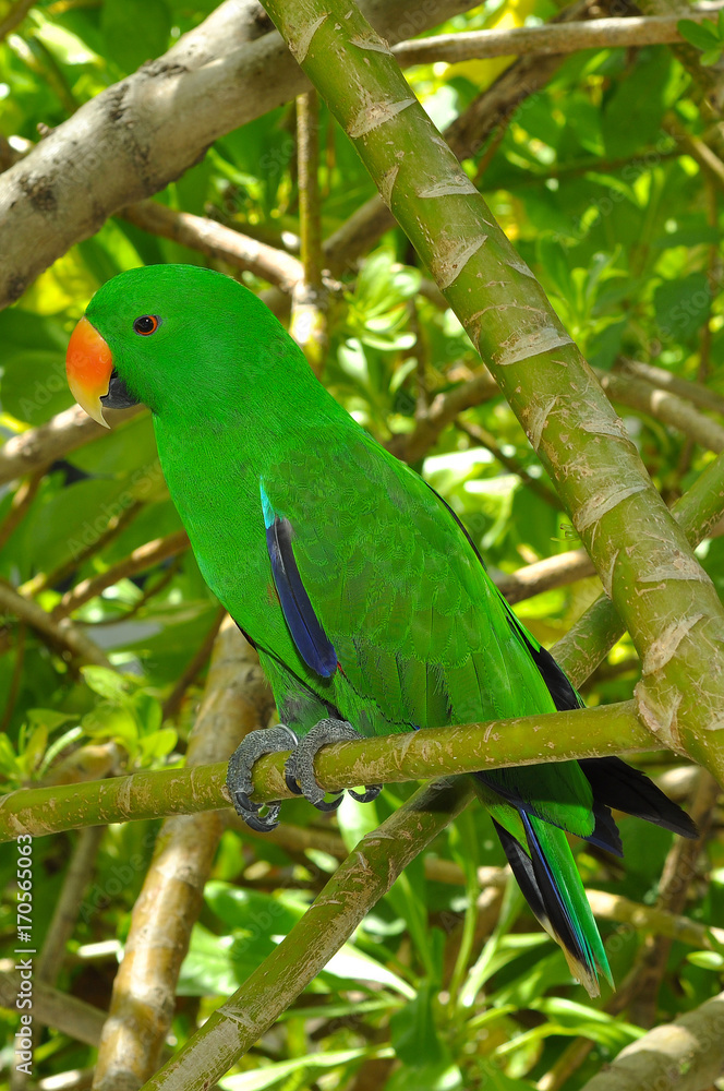Eclectus Green Parrot