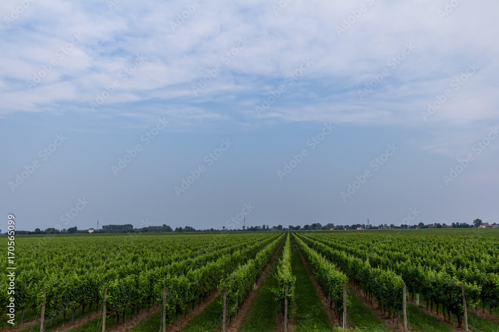 Fototapeta premium Vineyard in Italy