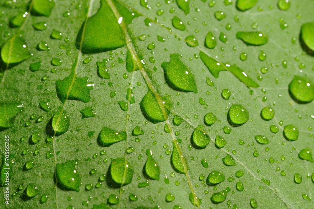 Fresh Green Leaf with Dew Drops