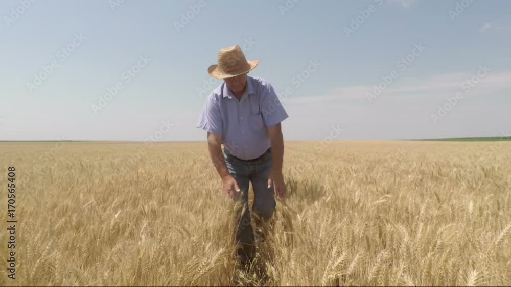 Senior farmer walking in a wheat field and examining crop. Senior farmer walking in a wheat field and examining crop.