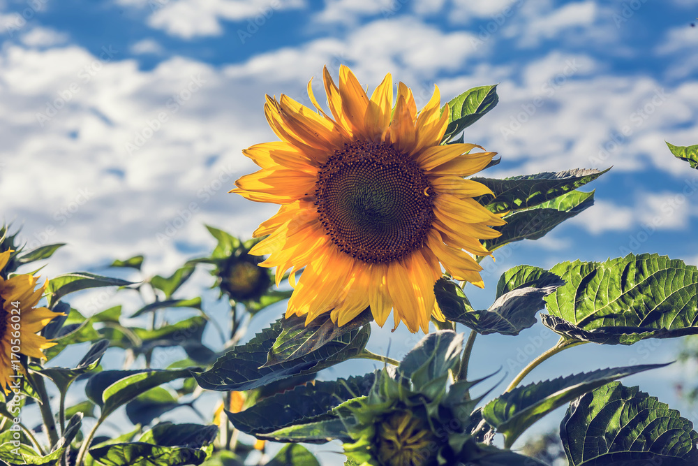 Fototapeta premium sunflower in the garden