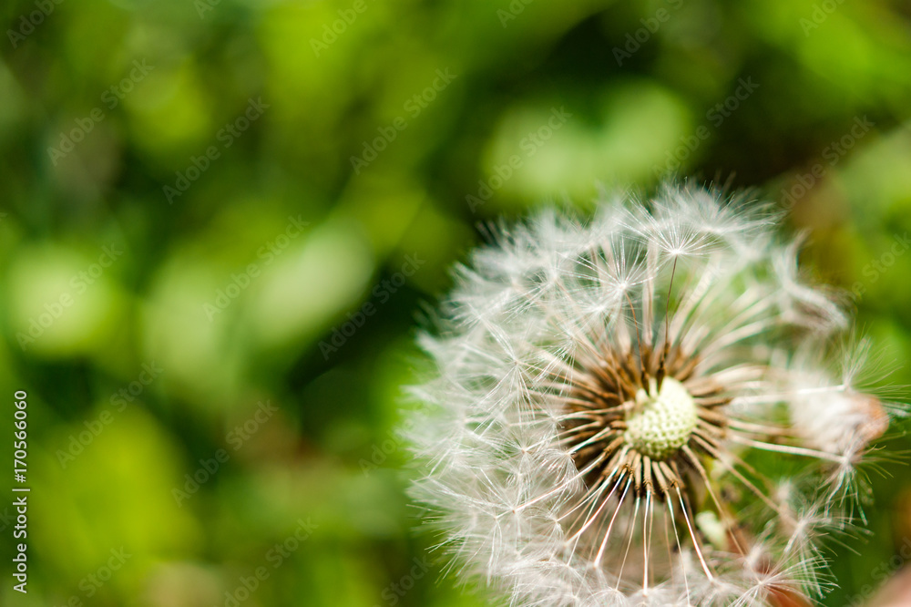 A single dandelion with some seeds blown away on green background in late summer A single dandelion with some seeds blown away on green background in late summer
