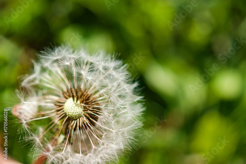 A single dandelion with some seeds blown away on green background in late summer