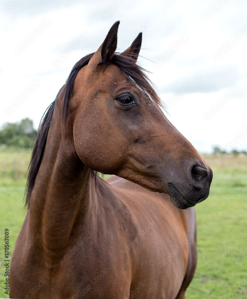 A portrait of a bay horse