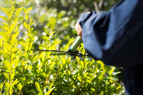 Gardener trimming hedgerow with gardening scissors