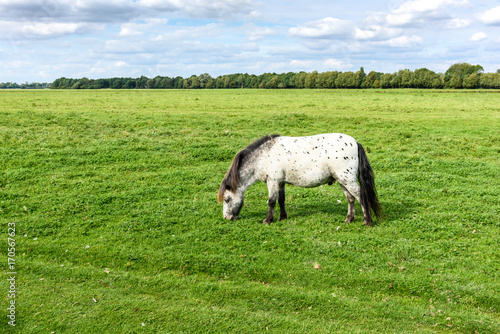 Horse grazing on a green field