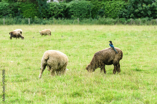 A magpie riding a sheep on a green field
