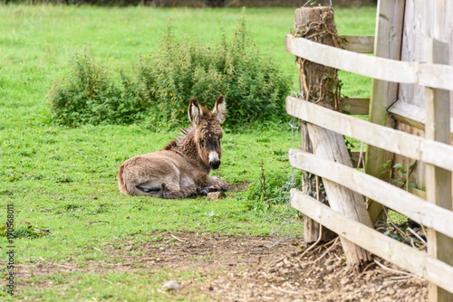 Baby donkey by a wooden fence