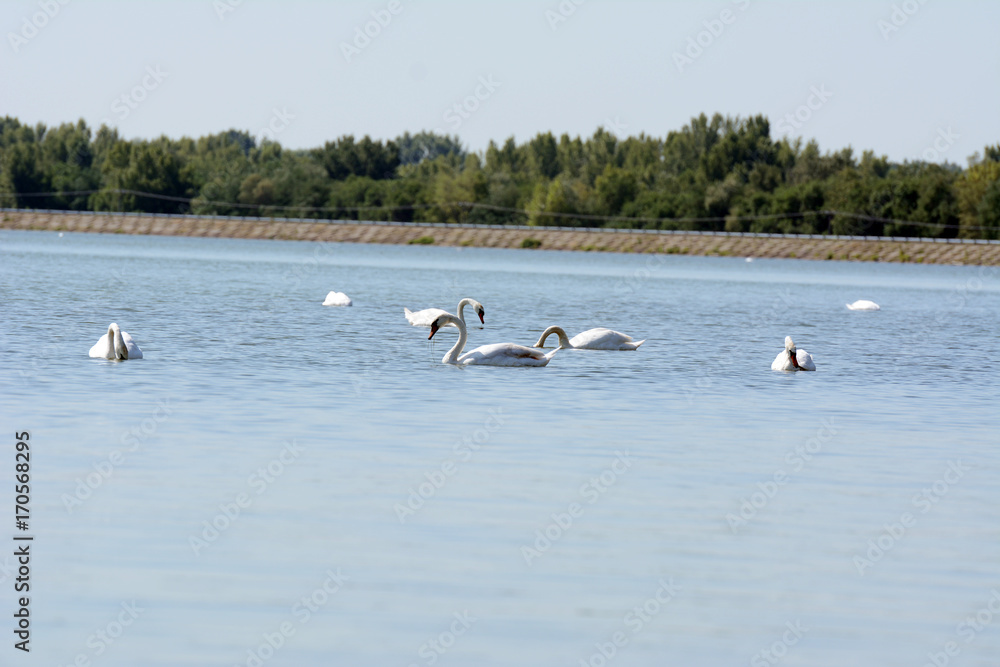 White swans on a rippled lake.