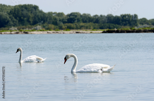 White swans on a rippled lake. © Alena