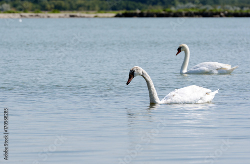 White swans on a rippled lake.