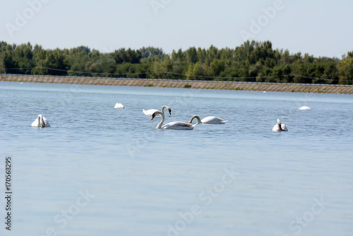 White swans on a rippled lake. © Alena