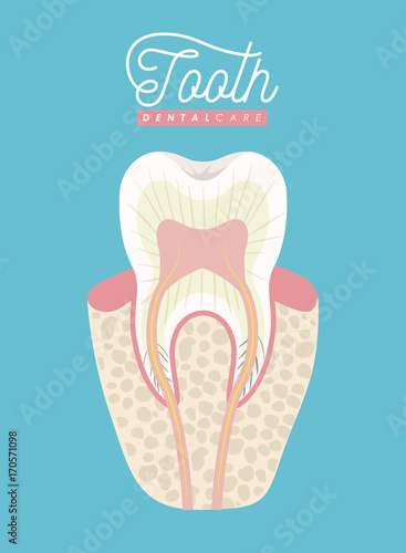 tooth anatomy dental care on color poster vector illustration