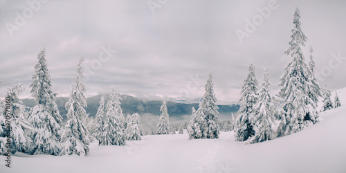 Magic fir trees covered by snow in mountains © gilitukha