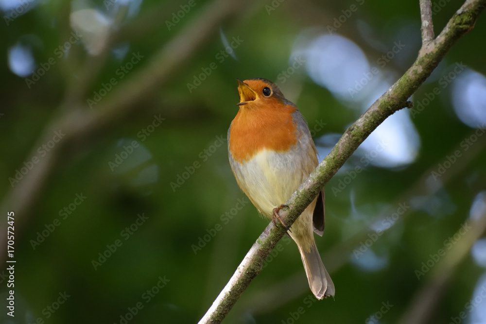 Robin singing Robin singing