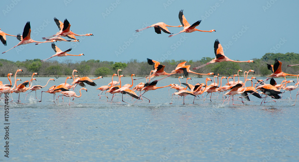 Fototapeta premium Pink flamingos flying over the lagoon.