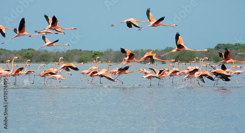Pink flamingos flying over the lagoon.
