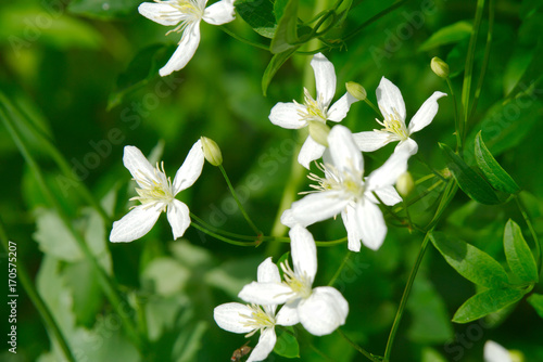 Цветы белого клематиса.