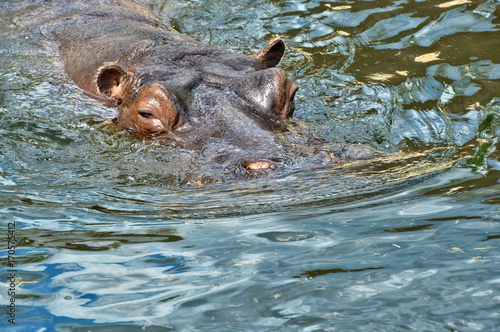Hippo swims in a lake. Beautiful African Hippopotamus. Wildlife of Africa. Close up photo. Amazing portrait. Wild powerful animals in National Parks.