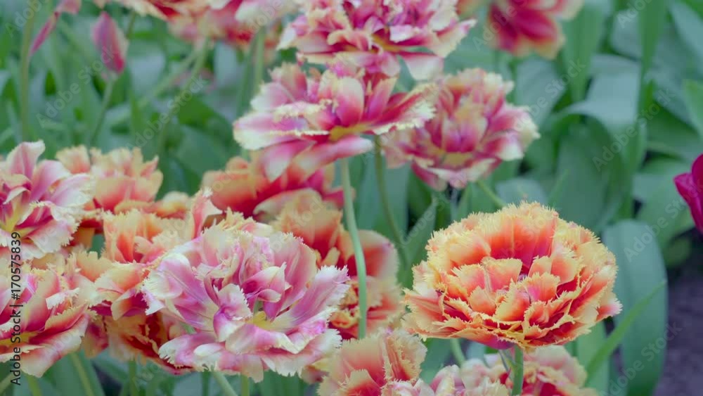 13905_The_full_bloomed_petals_of_the_orange_flowers.mov 13905_The_full_bloomed_petals_of_the_orange_flowers.mov