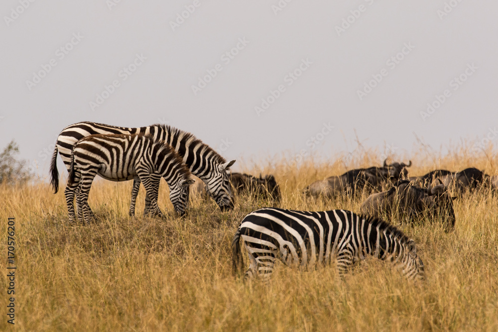 Obraz premium Zebra and Wildebeest Grazing