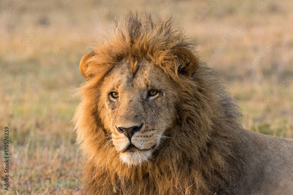 Male Lion Close Up