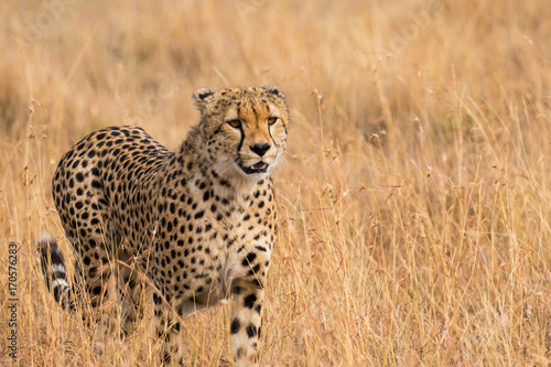 Cheetah in Grass Close Up © Claire