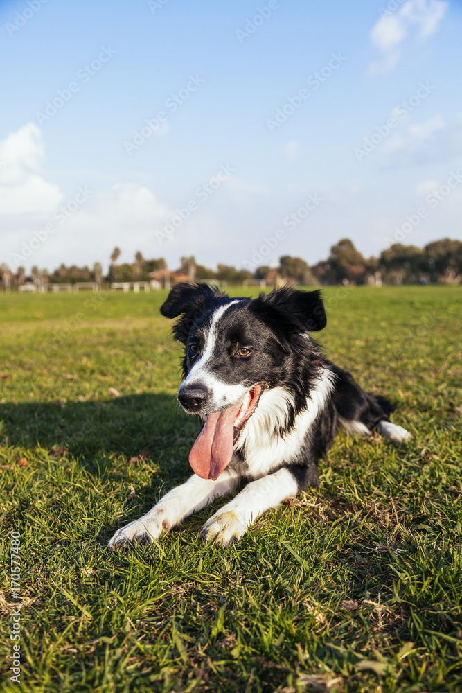 Border Collie Dog Sitting in Park