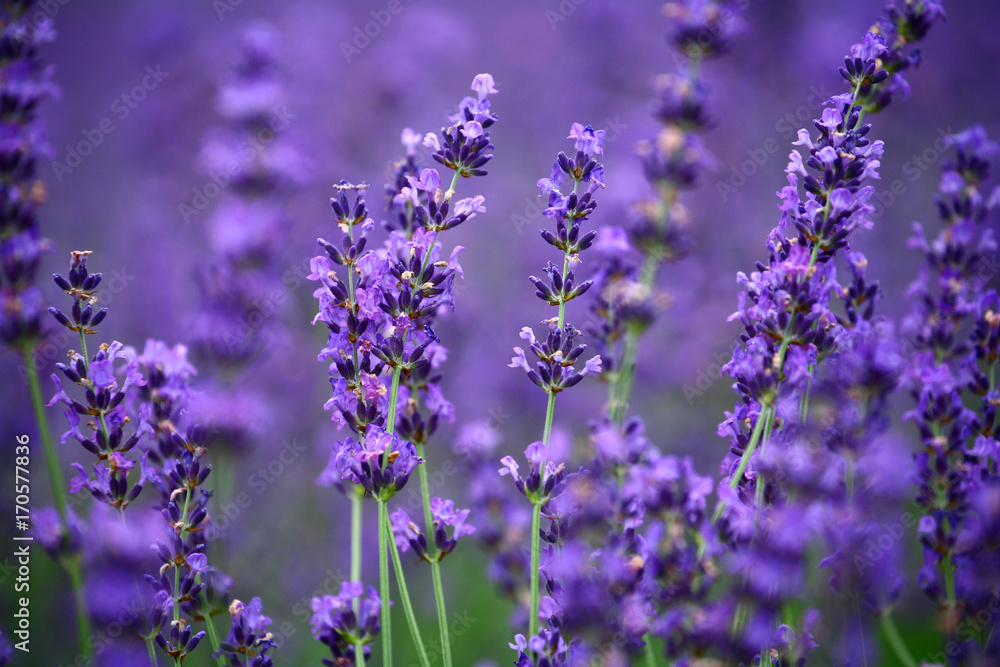 Lavender fields in Hokkaido has been cultivated for more half a century, attract large number of visitors to the region every summer. It starts blooming in July and reaches its peak in mid July. Lavender fields in Hokkaido has been cultivated for more half a century, attract large number of visitors to the region every summer. It starts blooming in July and reaches its peak in mid July.