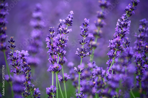 Lavender fields in Hokkaido has been cultivated for more half a century  attract large number of visitors to the region every summer. It starts blooming in July and reaches its peak in mid July. 