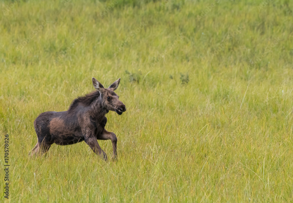 Fototapeta premium Moose Calf Prances Through Grassy Field