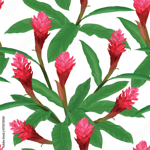 Tropical seamless pattern with red curcuma tulips flowers and leaves on white background. Vector set of exotic tropical garden for wedding invitations and greeting card design.