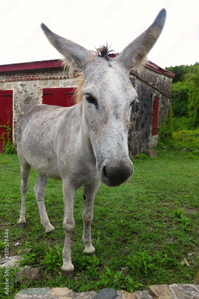 wild roaming donkey on St. John, US Virgin Islands, Caribbean wild roaming donkey on St. John, US Virgin Islands, Caribbean