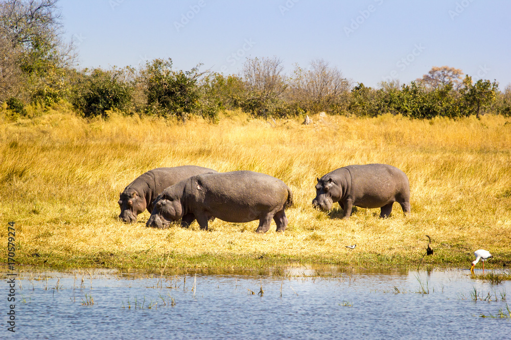 Wild Hippos at the Okavango Delta, Botswana Wild Hippos at the Okavango Delta, Botswana