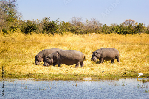Wild Hippos at the Okavango Delta  Botswana