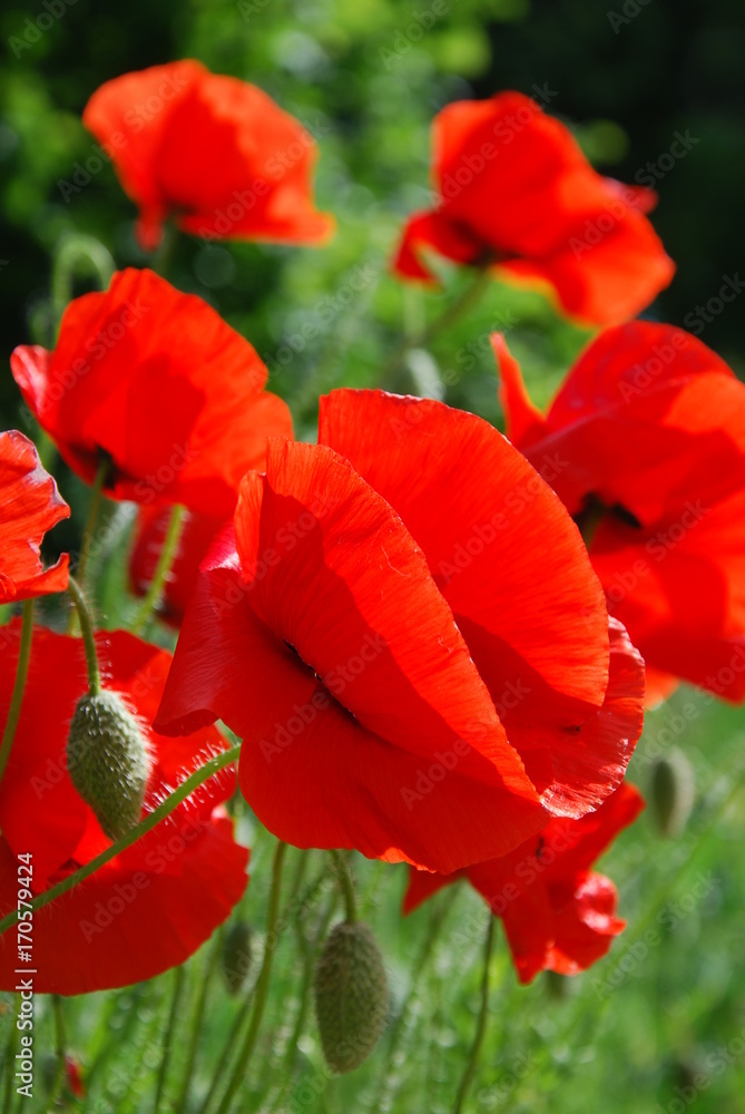 Obraz premium Poppies