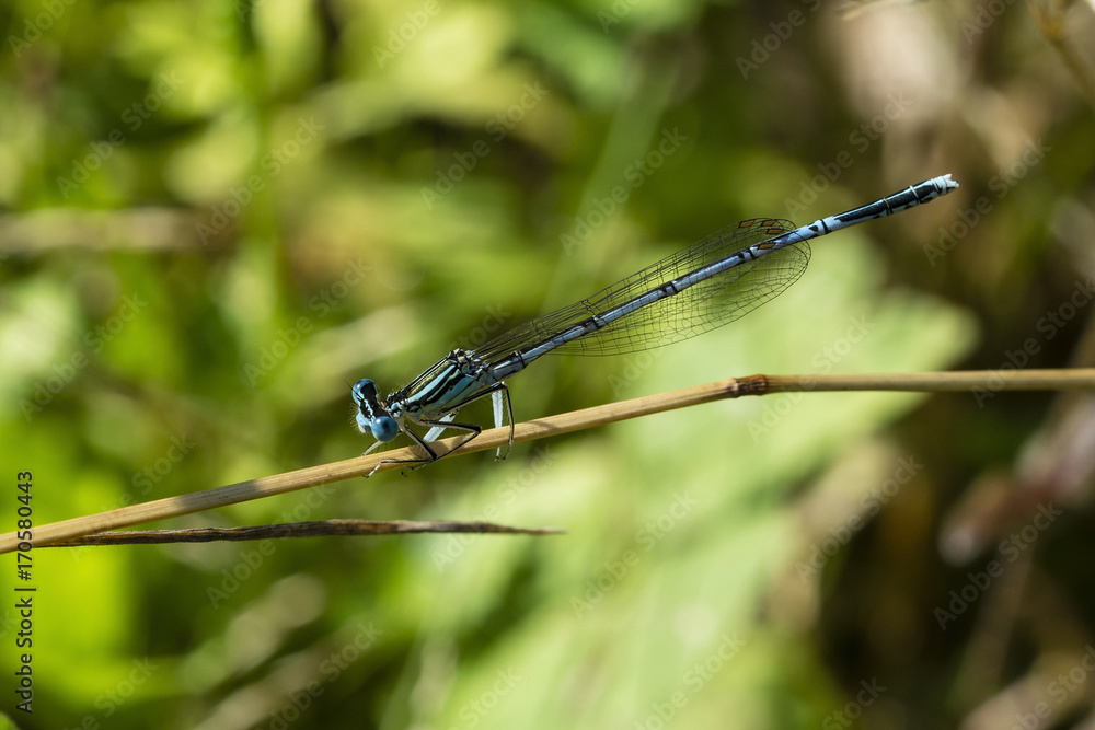 A dragonfly sitting seamlessly on the stalk. A dragonfly sitting seamlessly on the stalk.