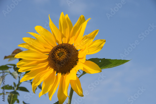 Einzelne Sonnenblume vor blauem Himmel