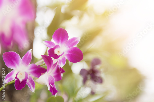 Beautiful orchid flower with sunlight natural background.