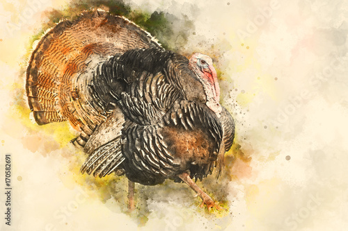 Canvas Print Wild eastern turkey with copy space