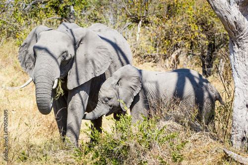 Okavango Delta, Elephants and baby