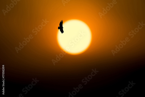 Silhouette eagle flying and sunrise